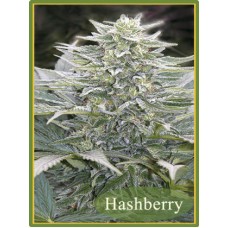 Семена конопли Hashberry Regular регулярные Mandala